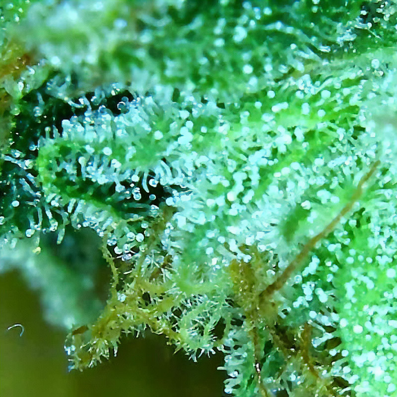 Double Stuffed Sorbet feminisierte Cannabissamen, Ansicht 3