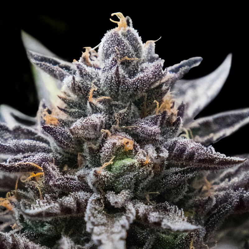 Double Stuffed Sorbet - DNA Genetics - feminisierte Samen