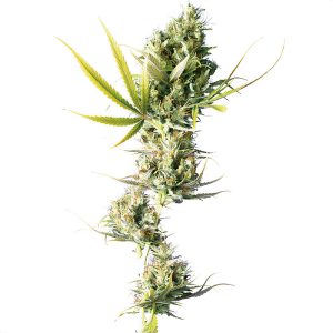 Durban - Sensi Seeds - feminisierte Samen