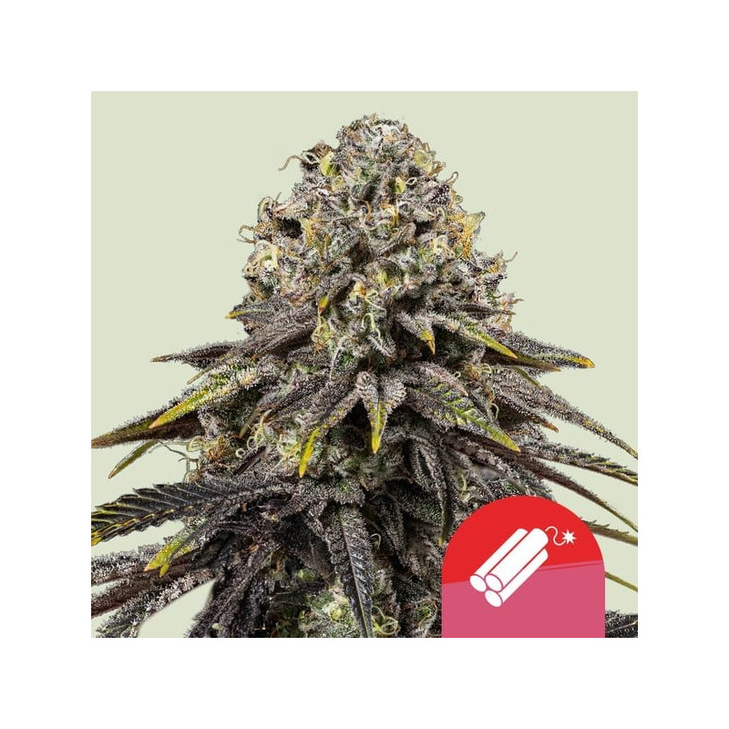 Dynamite Diesel - Royal Queen Seeds - feminisierte Samen