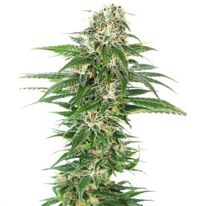 Early Skunk Auto - Sensi Seeds - Autoflowering Samen