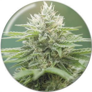 Eboshi CBG - Medical Seeds - Samen