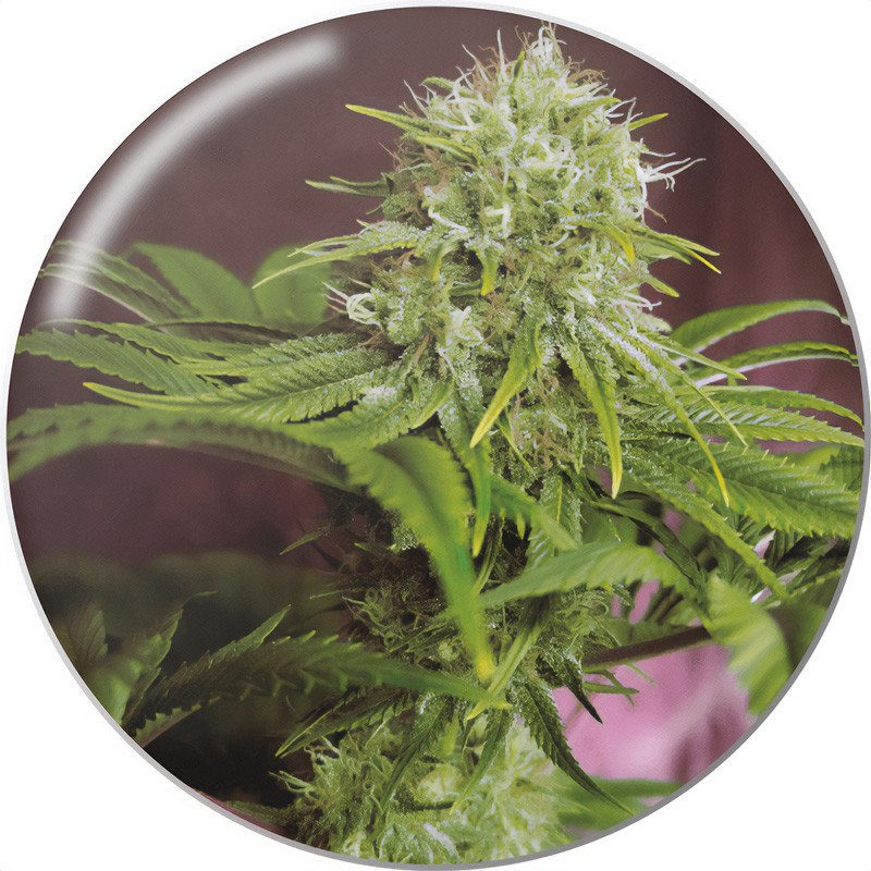 Elixir Vitae CBD CBD Cannabissamen kaufen