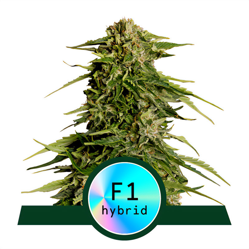 Epsilon F1 - Royal Queen Seeds - Autoflowering Samen
