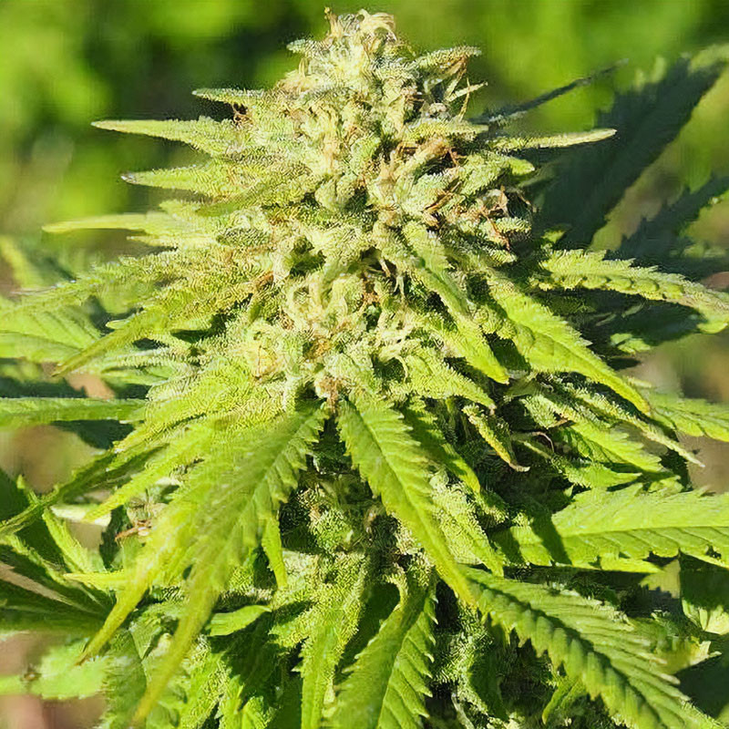 Esmeralda CBG CBD Cannabissamen kaufen