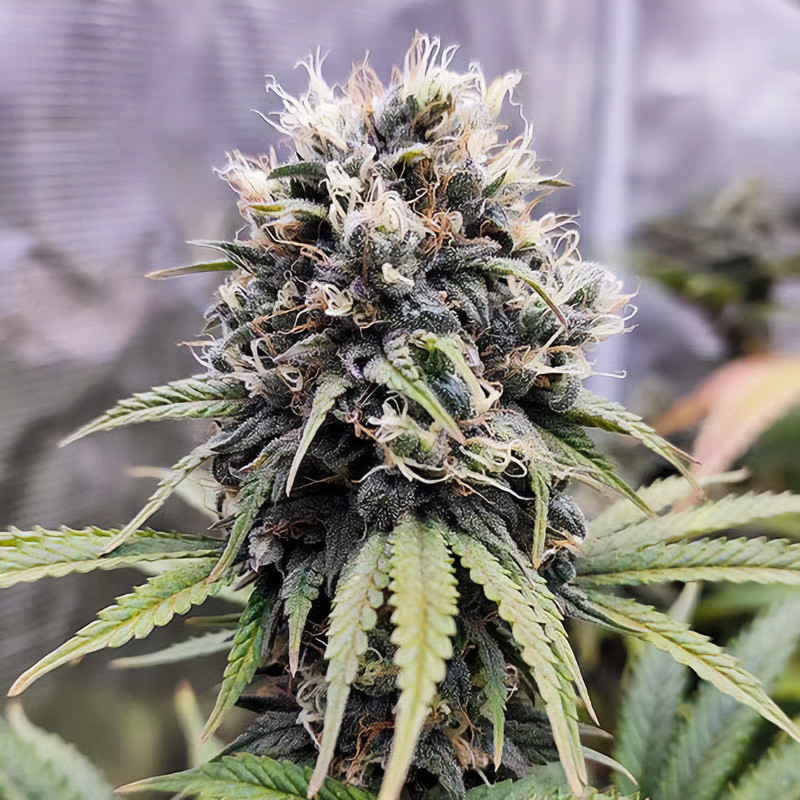 Euforia feminisierte Cannabissamen, Ansicht 2