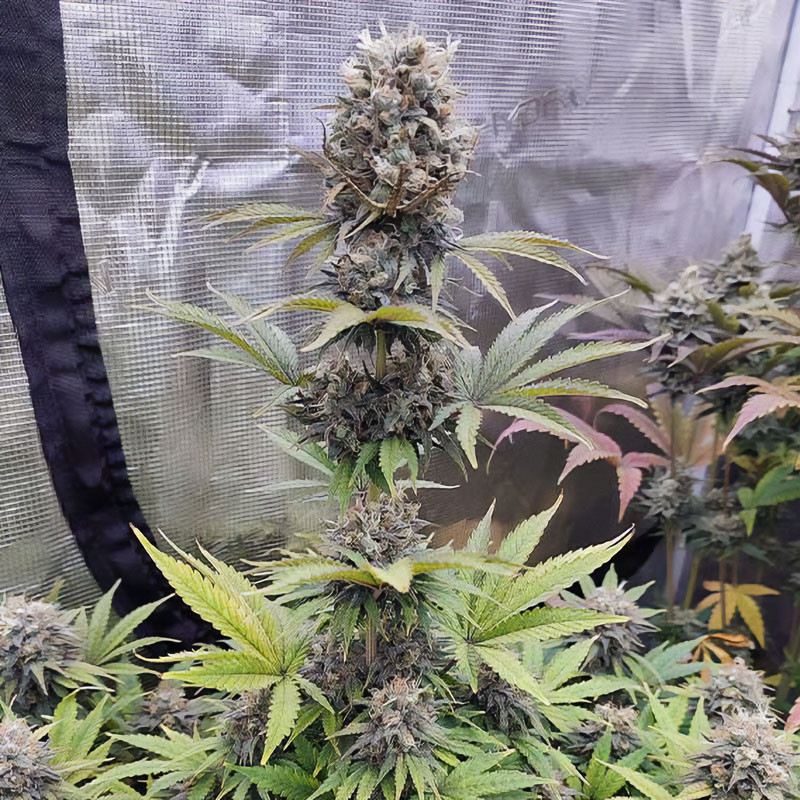 Euforia feminisierte Cannabissamen, Ansicht 3