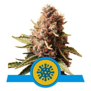 Euphoria CBD CBD Cannabissamen kaufen