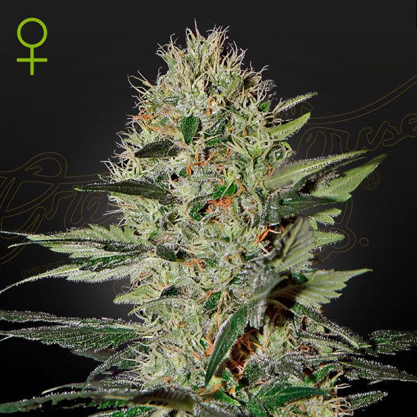 Exodus Cheese Auto - Green House Seeds - Autoflowering Samen