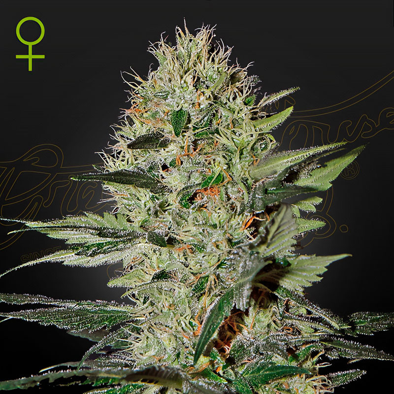 Exodus Cheese Auto - Green House Seeds - Autoflowering Samen