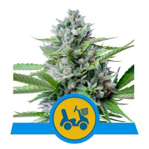 Fast Eddy CBD Auto CBD Cannabissamen kaufen