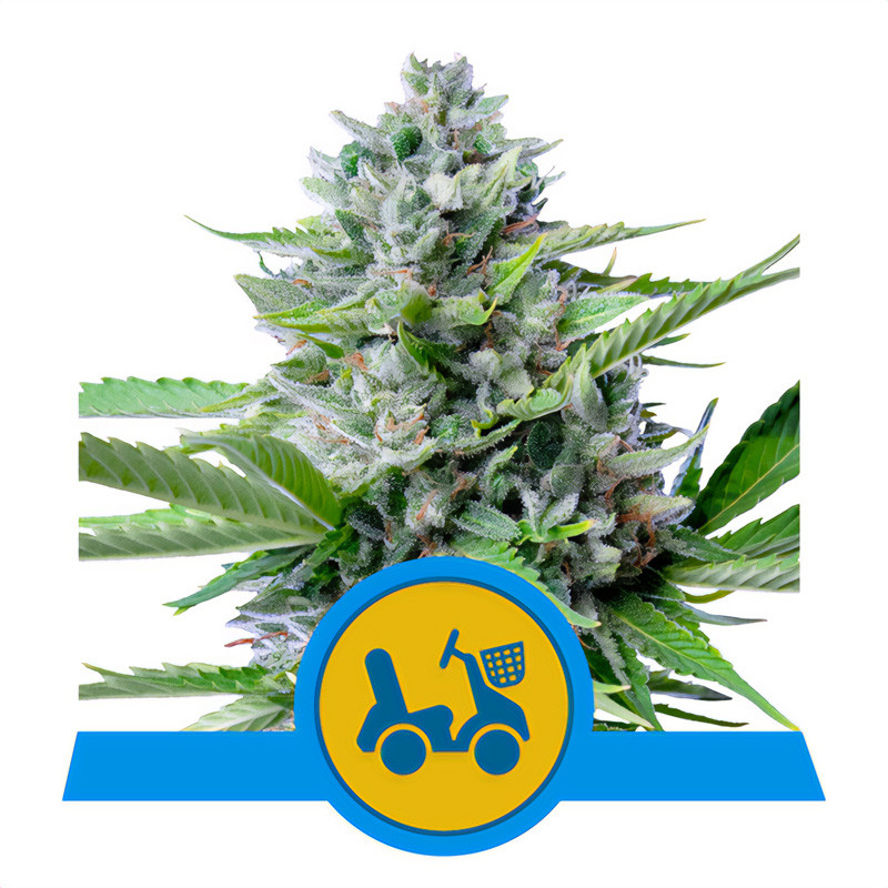 Fast Eddy CBD Auto CBD Cannabissamen kaufen
