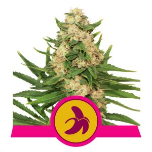 Fat Banana - Royal Queen Seeds - feminisierte Samen