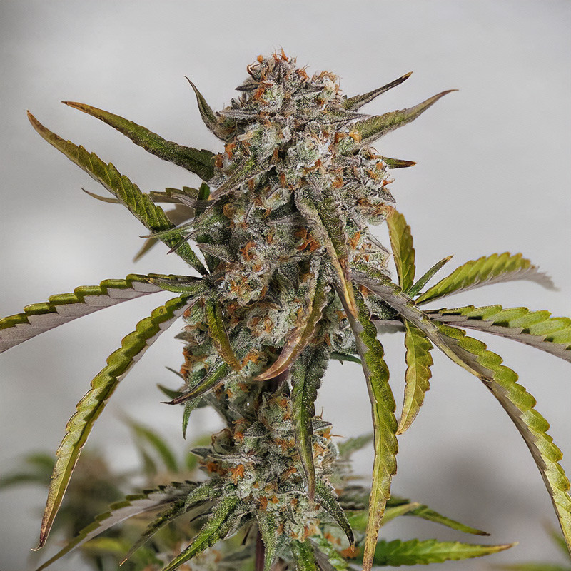 Forbidden Runtz Auto autoflowering Cannabissamen, Ansicht 2