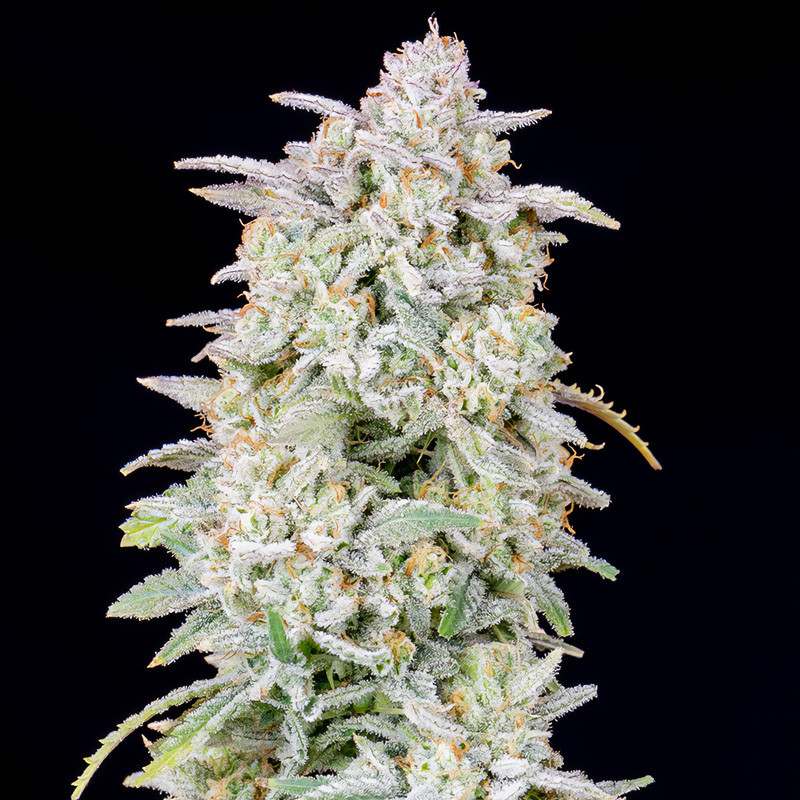 Forbidden Runtz Auto autoflowering Cannabissamen, Ansicht 3