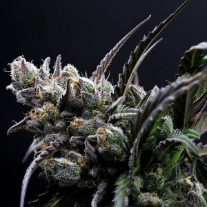 Forbidden Runtz Auto - FastBuds - Autoflowering Samen