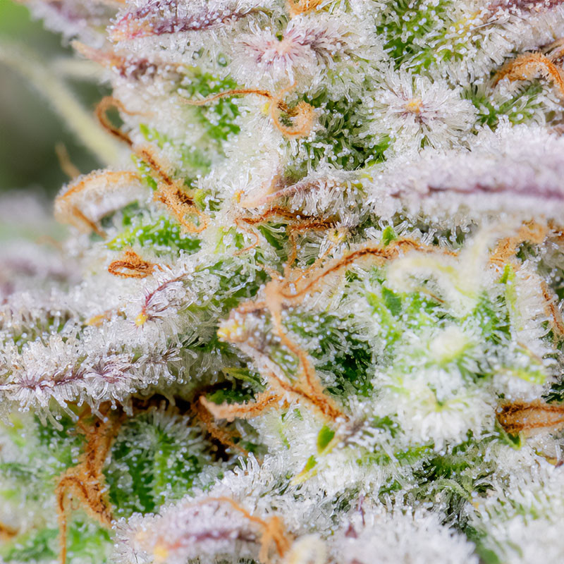 Forbidden Runtz Auto autoflowering Cannabissamen, Ansicht 4