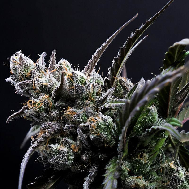Forbidden Runtz Auto - FastBuds - Autoflowering Samen