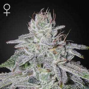 Franco's Lemon Cheese - Green House Seeds - feminisierte Samen