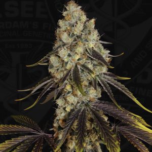 French Cookies - TH Seeds - feminisierte Samen