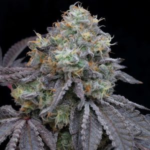 Frootz - Grounded Genetics - feminisierte Samen