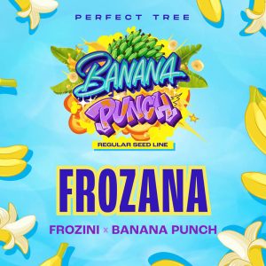 Frozana - Perfect Tree - reguläre Samen