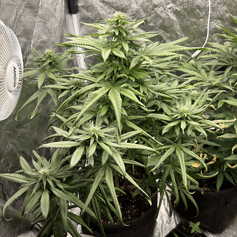 Gelato 242 Medical Seeds feminisierte Cannabissamen, Ansicht 2