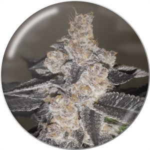 Gelato 242 - Medical Seeds - feminisierte Samen