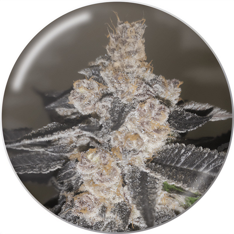 Gelato 242 - Medical Seeds - feminisierte Samen