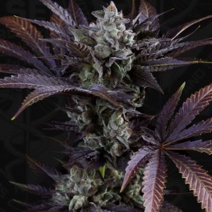 Gelato 33 French Macaron - TH Seeds - feminisierte Samen