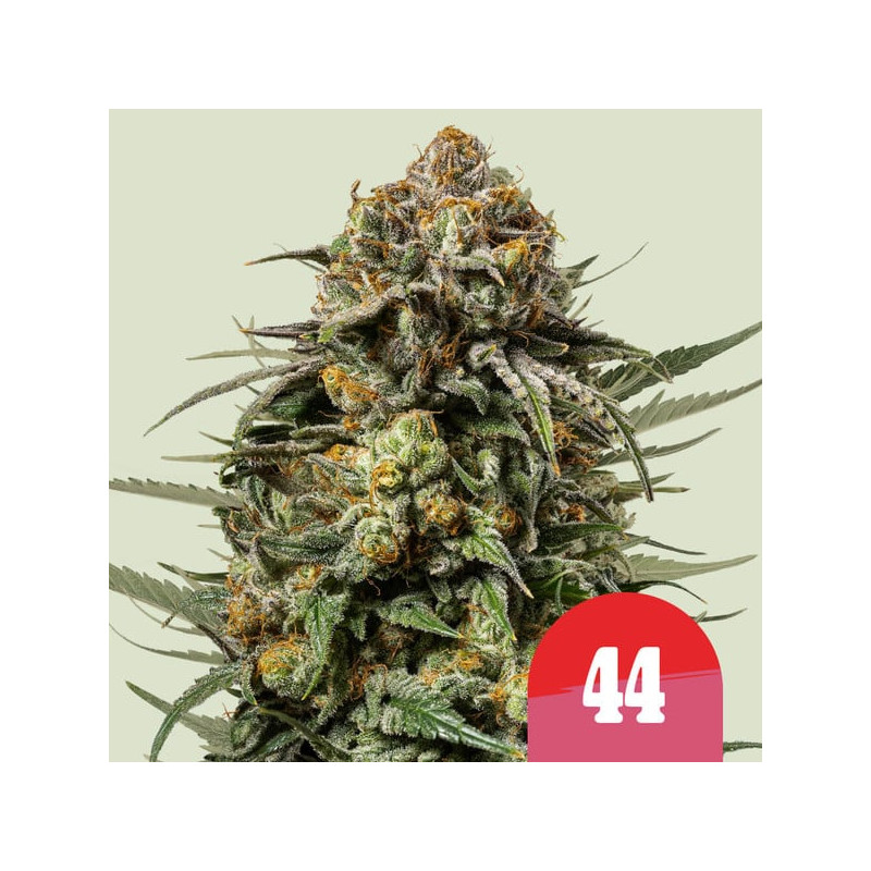 Gelato 44 - Royal Queen Seeds - feminisierte Samen