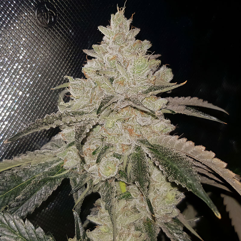Gelato feminisierte Cannabissamen, Ansicht 2