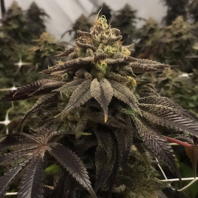 Gelato feminisierte Cannabissamen, Ansicht 3