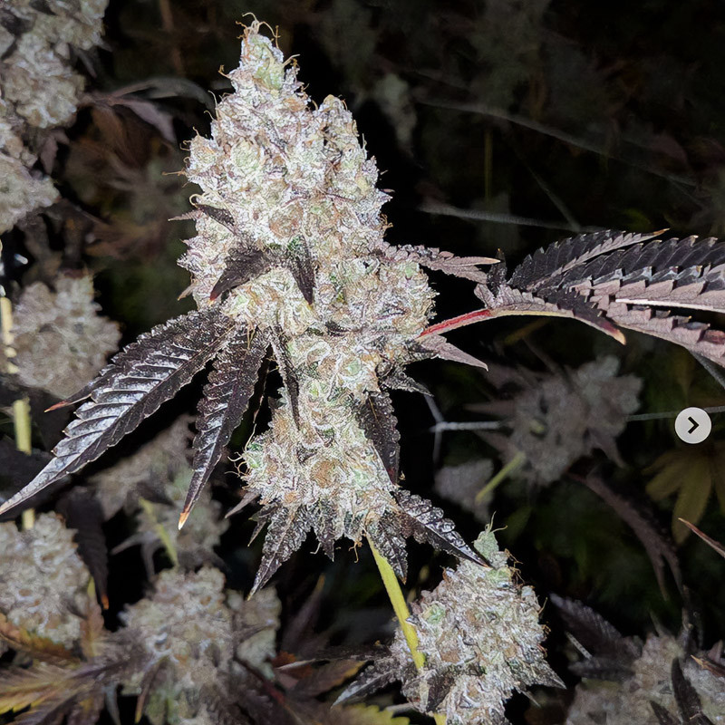 Gelato feminisierte Cannabissamen, Ansicht 4