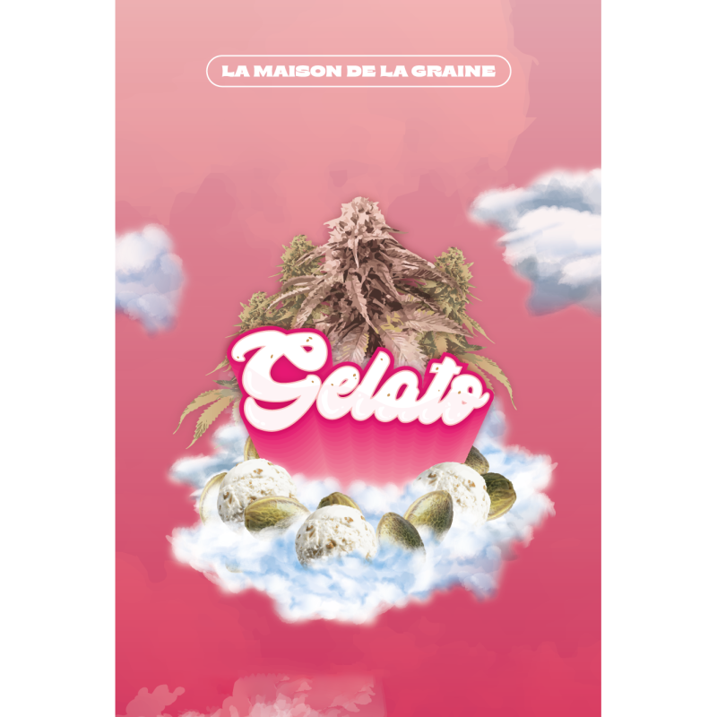 Gelato feminisierte Cannabissamen, Ansicht 5
