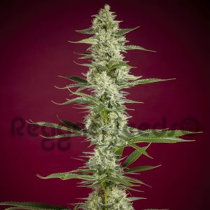 Gelato x Juanita la Lagrimosa - Reggae Seeds - CBD Samen