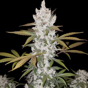 Girl Scout Cookies Auto - FastBuds - Autoflowering Samen