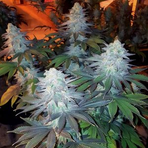 Girl Scout Cookies feminisierte Cannabissamen kaufen