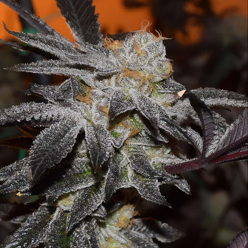 Girl Scout Cookies feminisierte Cannabissamen, Ansicht 2
