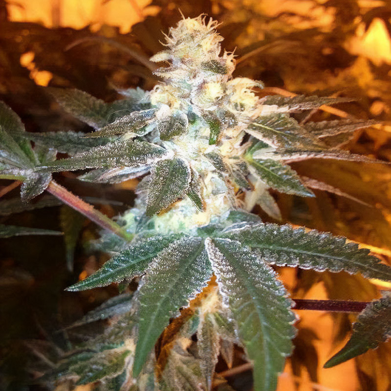 Girl Scout Cookies feminisierte Cannabissamen, Ansicht 3