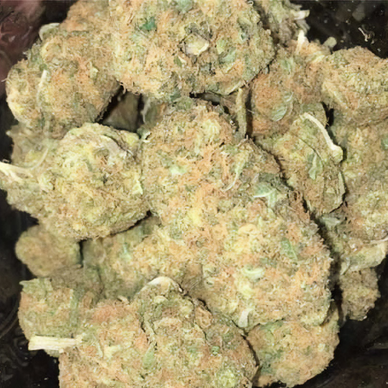 Girl Scout Cookies feminisierte Cannabissamen, Ansicht 4