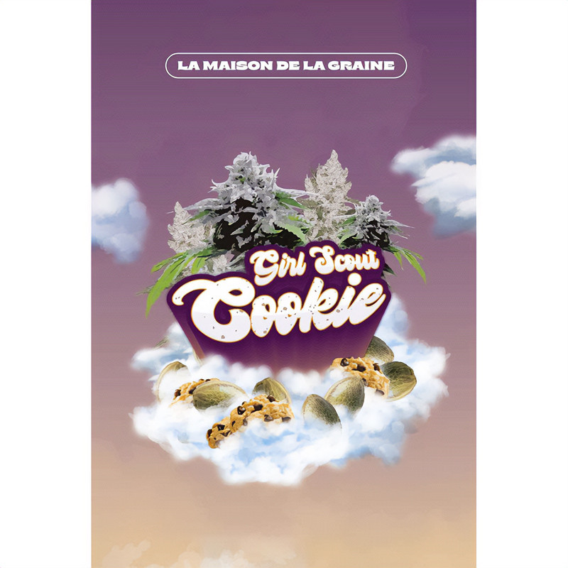 Girl Scout Cookies feminisierte Cannabissamen, Ansicht 5
