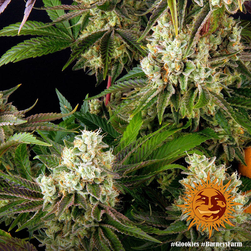 Glookies feminisierte Cannabissamen, Ansicht 2