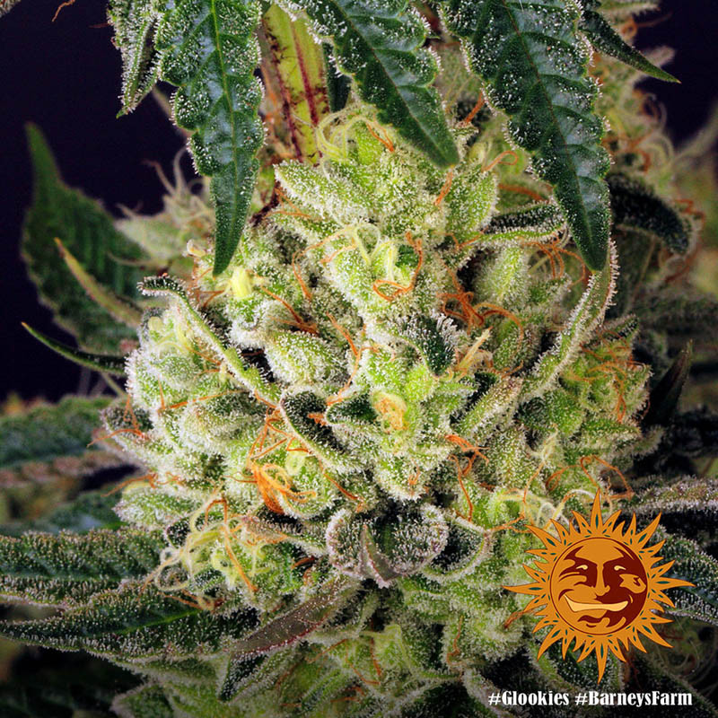 Glookies feminisierte Cannabissamen, Ansicht 3