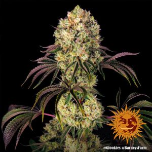 Glookies - Barney's Farm - feminisierte Samen
