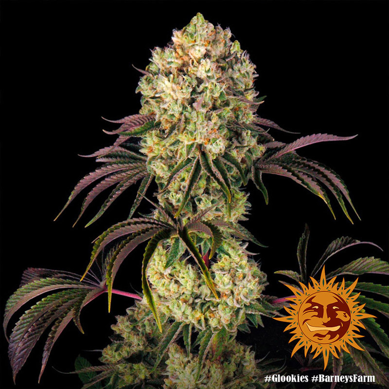Glookies - Barney's Farm - feminisierte Samen