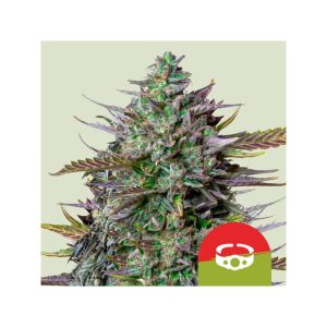 GOAT'lato - Royal Queen Seeds - Autoflowering Samen