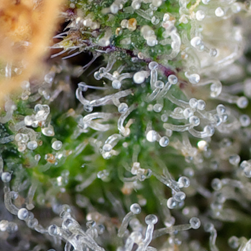 Gorilla Girl feminisierte Cannabissamen, Ansicht 3