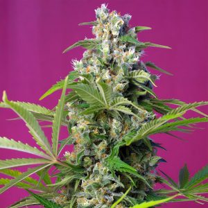 Gorilla Girl - Sweet Seeds - feminisierte Samen
