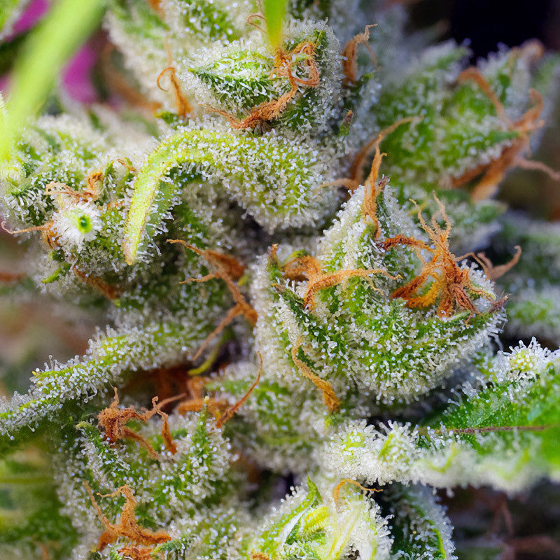 Gorilla Girl feminisierte Cannabissamen, Ansicht 4